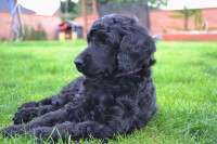 /album/datum-narozeni-stenatek-je-09-06-2016/kralovsky-pudl-bimbo-14-jpg/